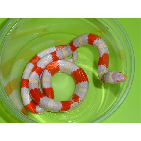 albino sinaloan milk snake